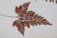 海州骨碎補藏品圖，第3張