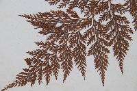 海州骨碎補藏品圖，第4張