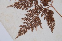 海州骨碎補藏品圖，第5張