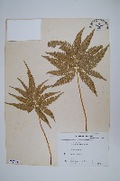 傅氏鳳尾蕨藏品圖，第1張