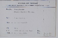 傅氏鳳尾蕨藏品圖，第2張