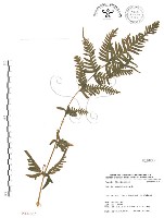 半邊羽裂鳳尾蕨藏品圖，第1張