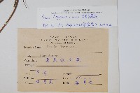 長葉鳳尾蕨藏品圖，第2張