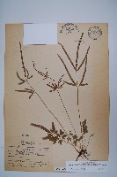 箭葉鳳尾蕨藏品圖，第1張