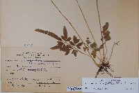 箭葉鳳尾蕨藏品圖，第2張