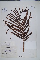 烏毛蕨藏品圖，第1張