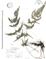 半邊羽裂鳳尾蕨藏品圖，第1張