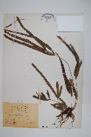 長葉鳳尾蕨藏品圖，第1張