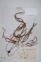 長葉鳳尾蕨藏品圖，第1張