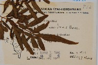 箭葉鳳尾蕨藏品圖，第2張