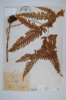 弧脈鳳尾蕨藏品圖，第1張