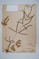 箭葉鳳尾蕨藏品圖，第1張