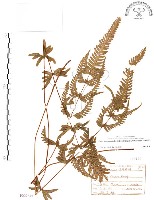 半邊羽裂鳳尾蕨藏品圖，第1張