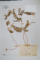 天草鳳尾蕨藏品圖，第1張