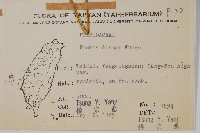 天草鳳尾蕨藏品圖，第2張