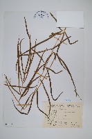 箭葉鳳尾蕨藏品圖，第1張