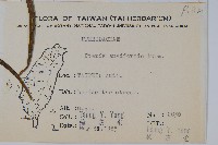 箭葉鳳尾蕨藏品圖，第2張