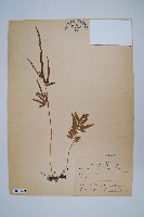 箭葉鳳尾蕨藏品圖，第1張