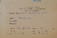 箭葉鳳尾蕨藏品圖，第2張