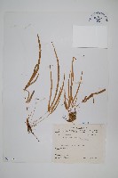 細葉鳳尾蕨藏品圖，第1張