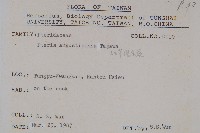 細葉鳳尾蕨藏品圖，第2張