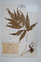 弧脈鳳尾蕨藏品圖，第1張