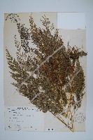 日本金粉蕨藏品圖，第1張