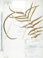 鱗蓋鳳尾蕨藏品圖，第1張