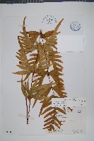 疏羽半邊旗藏品圖，第1張