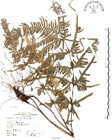 半邊羽裂鳳尾蕨藏品圖，第1張
