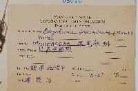 日本金粉蕨藏品圖，第2張