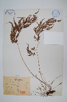 日本金粉蕨藏品圖，第1張