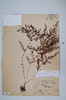 烏蕨藏品圖，第1張