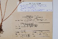 烏蕨藏品圖，第2張