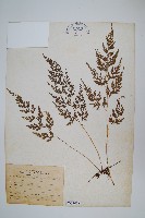 日本金粉蕨藏品圖，第1張