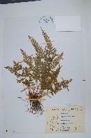 天草鳳尾蕨藏品圖，第1張