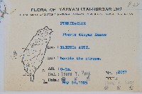 天草鳳尾蕨藏品圖，第2張