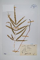 大葉鳳尾蕨藏品圖，第1張