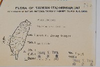 大葉鳳尾蕨藏品圖，第2張