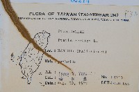 大葉鳳尾蕨藏品圖，第2張