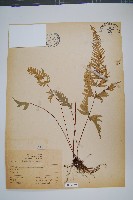 天草鳳尾蕨藏品圖，第1張