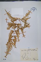 天草鳳尾蕨藏品圖，第1張