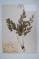 日本金粉蕨藏品圖，第1張