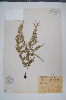 天草鳳尾蕨藏品圖，第1張