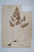 日本金粉蕨藏品圖，第1張