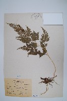 日本金粉蕨藏品圖，第1張