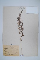 日本金粉蕨藏品圖，第1張