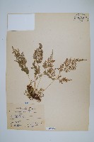 日本金粉蕨藏品圖，第1張