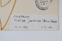 日本金粉蕨藏品圖，第2張