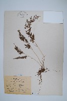 日本金粉蕨藏品圖，第1張